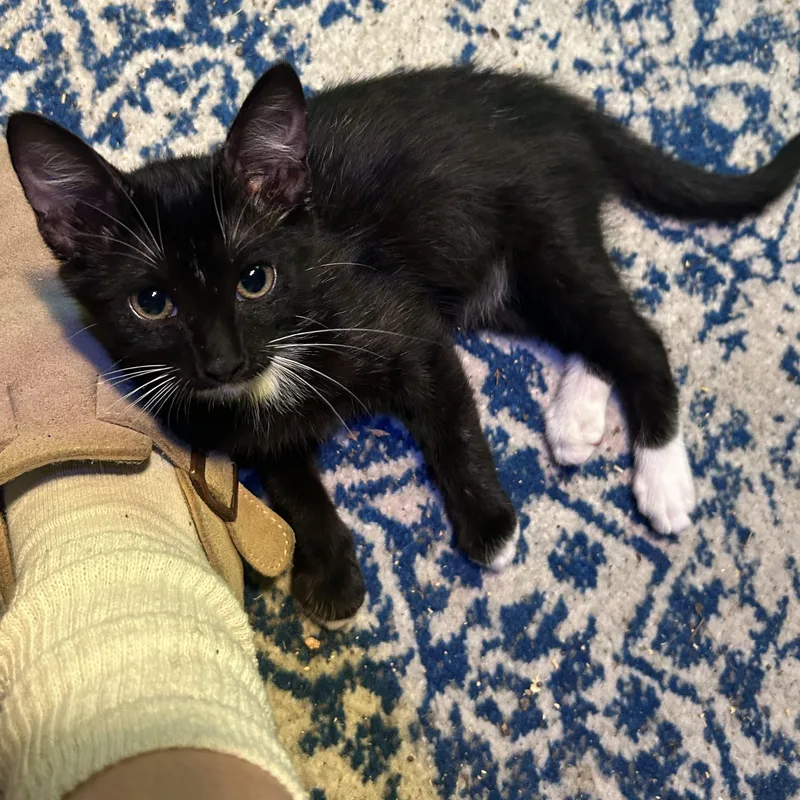 Tux