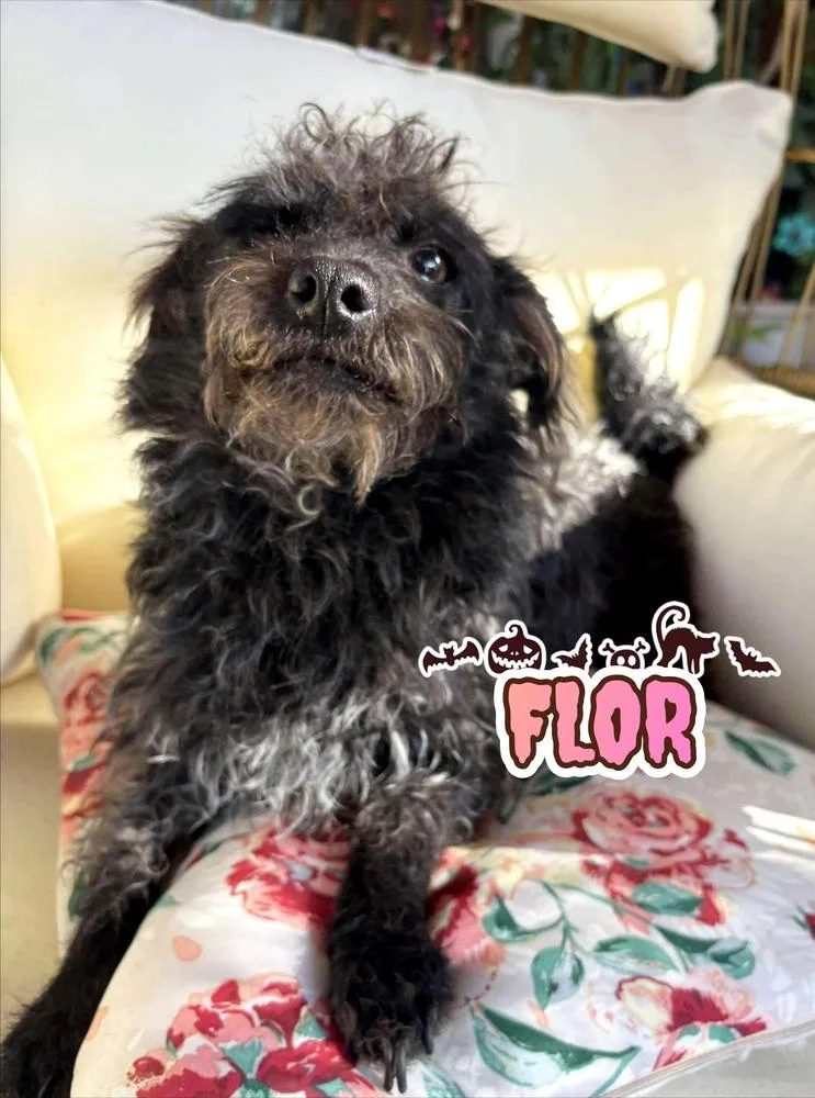 Flor