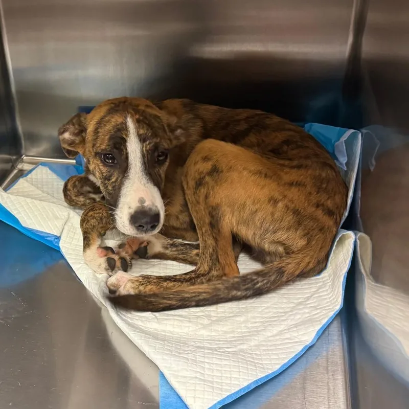 A baby small-sized female Brindle Mixed Breed dog named Beethoven for adoption in Columbus, GA