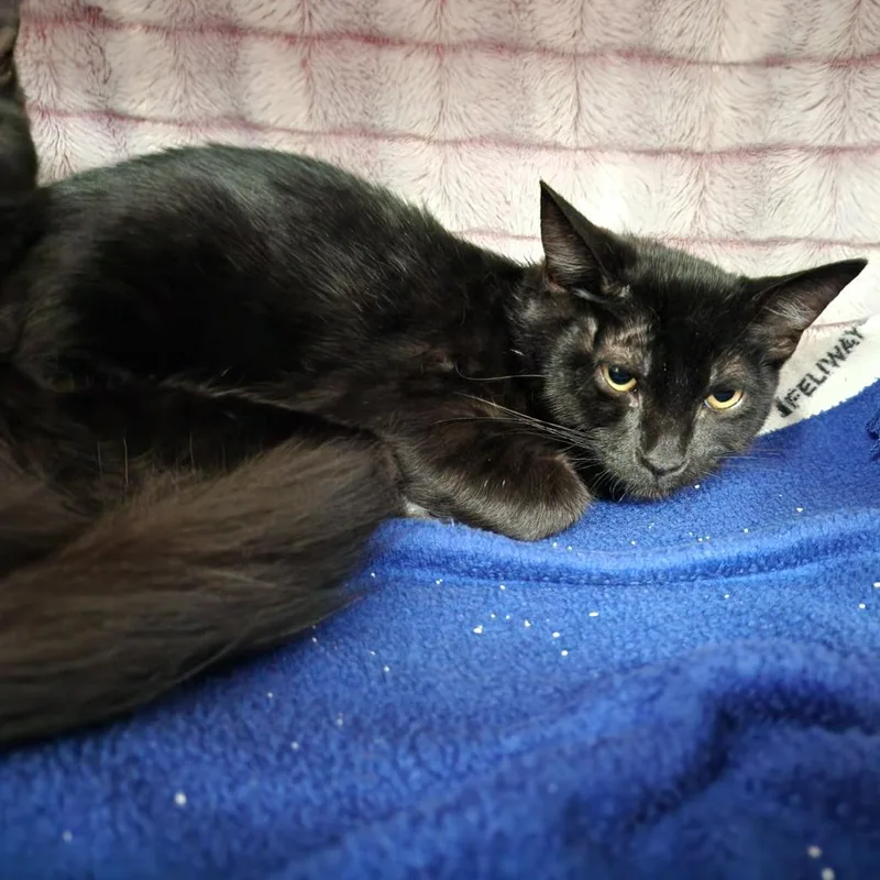 A baby medium-sized male Black Domestic Short Hair cat named Tippy for adoption in Grand Rapids, MI