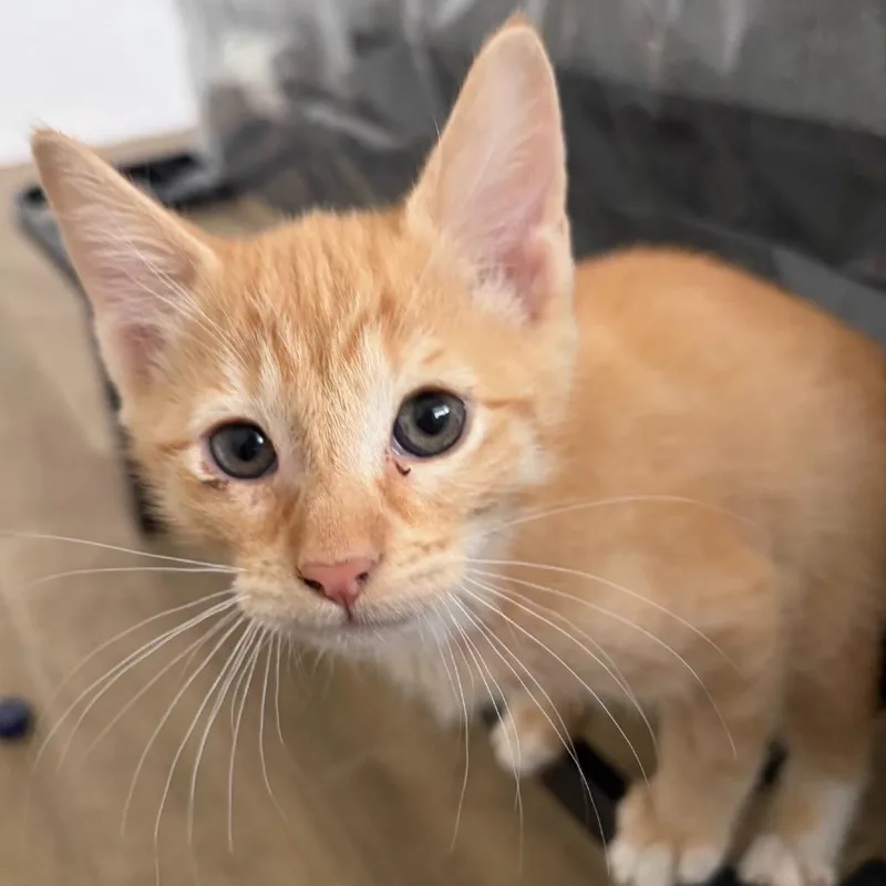 A baby small-sized male Orange / Red Domestic Short Hair cat named N  Basil for adoption in Arizona City, AZ