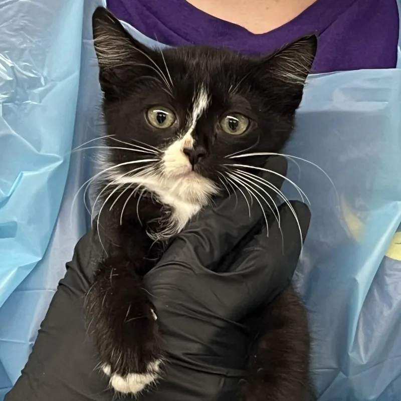 A baby small-sized male Black Domestic Short Hair cat named Odysseus for adoption in West Palm Beach, FL