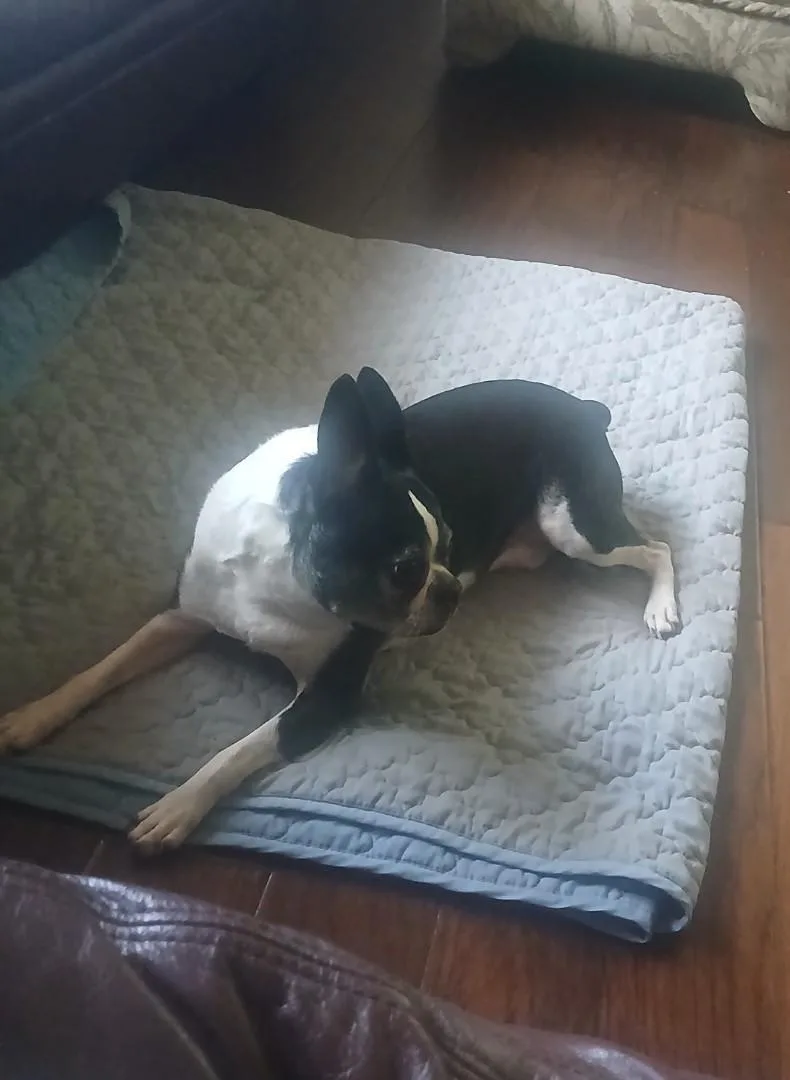 An adult medium-sized male Boston Terrier dog named Blu for adoption in Van Vleck, TX