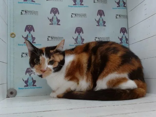 A young small-sized female Domestic Medium Hair cat named Whiskey for adoption in Orlando, FL