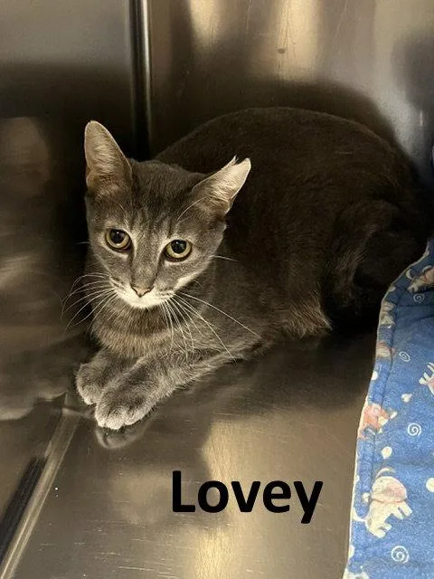 An adult medium-sized female Tabby cat named Lovey for adoption in Mountain View, AR