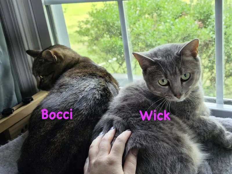 A young medium-sized female Domestic Short Hair cat named Bocci for adoption in Telford, PA