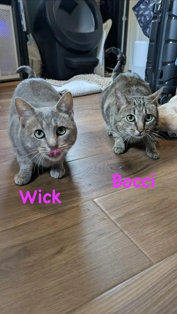 Bocci thumbnail 2