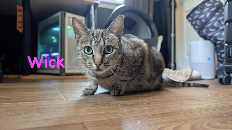 Bocci thumbnail 3