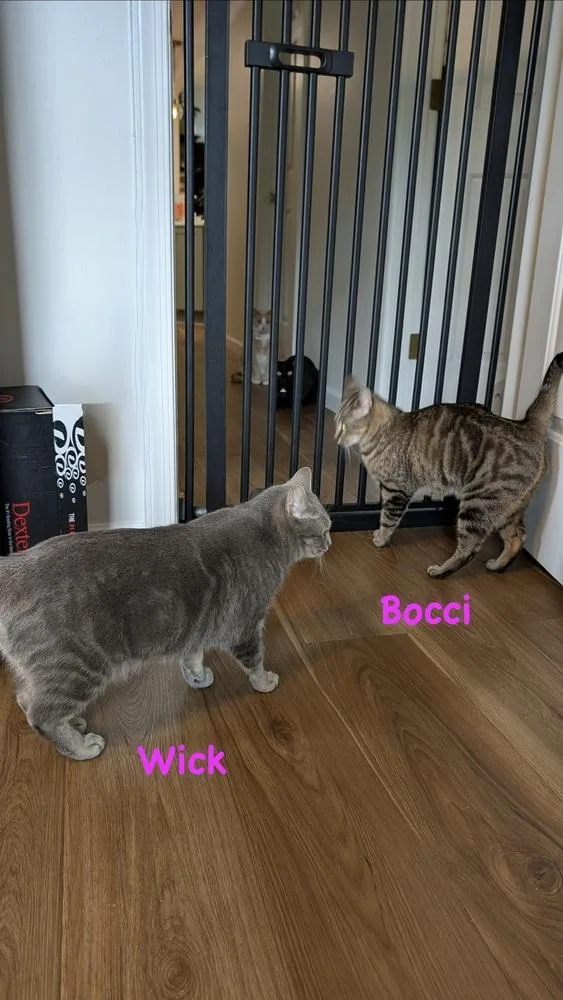 Bocci thumbnail 5