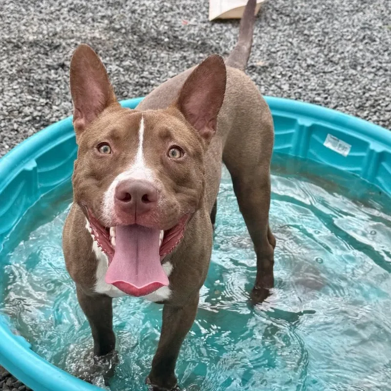 A young medium-sized male White / Cream American Staffordshire Terrier dog named Lopie for adoption in Houston, TX