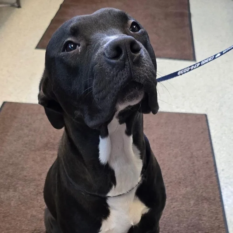 A young medium-sized male Black Mixed Breed dog named Bingo for adoption in Springboro, OH