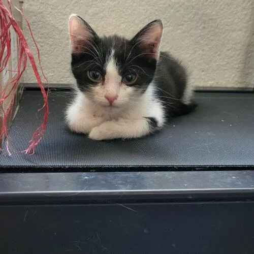 A baby small-sized male Domestic Short Hair cat named Ollie for adoption in Gilbert, AZ