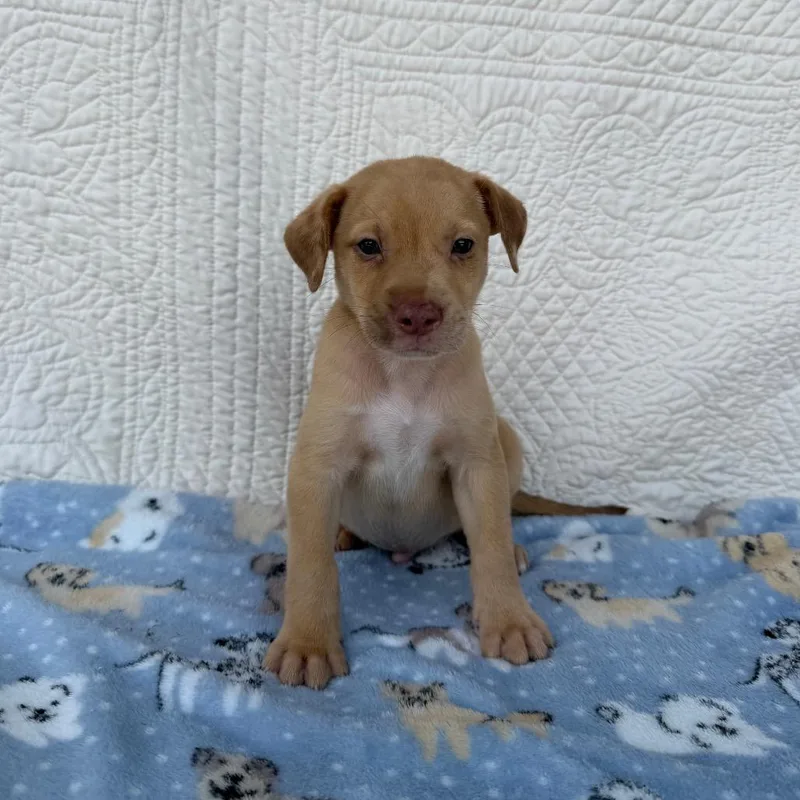 A baby small-sized male Terrier dog named Candle for adoption in Carencro, LA