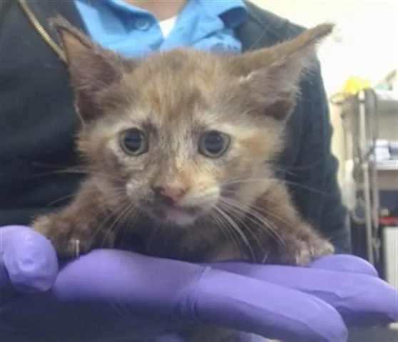 A baby small-sized female Domestic Short Hair cat named Natalie for adoption in Miami, FL