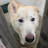 A senior large-sized female White / Cream Great Pyrenees dog named Callisto for adoption in Tacoma, WA