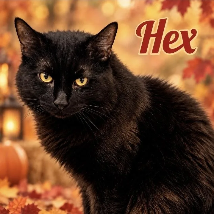 An adult large-sized male Domestic Medium Hair cat named Hex for adoption in Southbury, CT