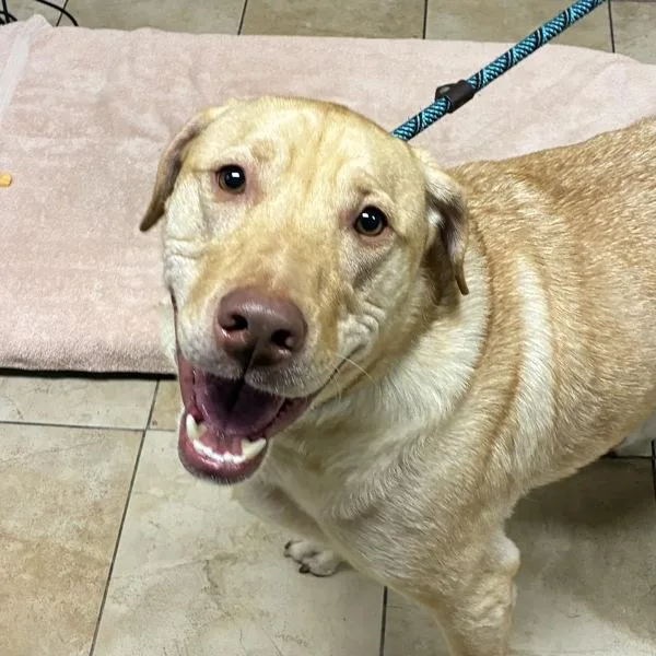 An adult large-sized male Labrador Retriever dog named Gunner for adoption in Troutdale, OR