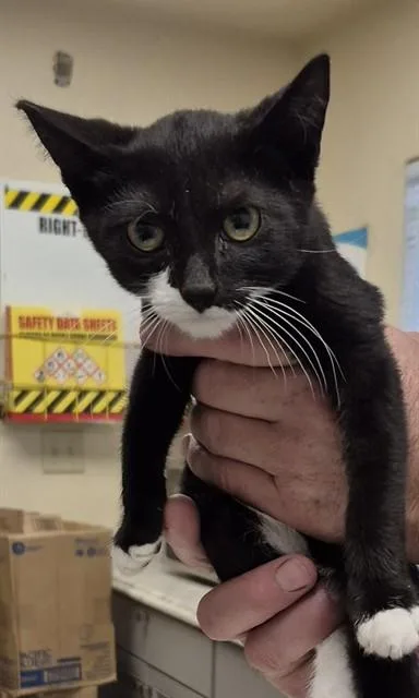 A baby small-sized male Domestic Short Hair cat named Knox for adoption in Lodi, CA