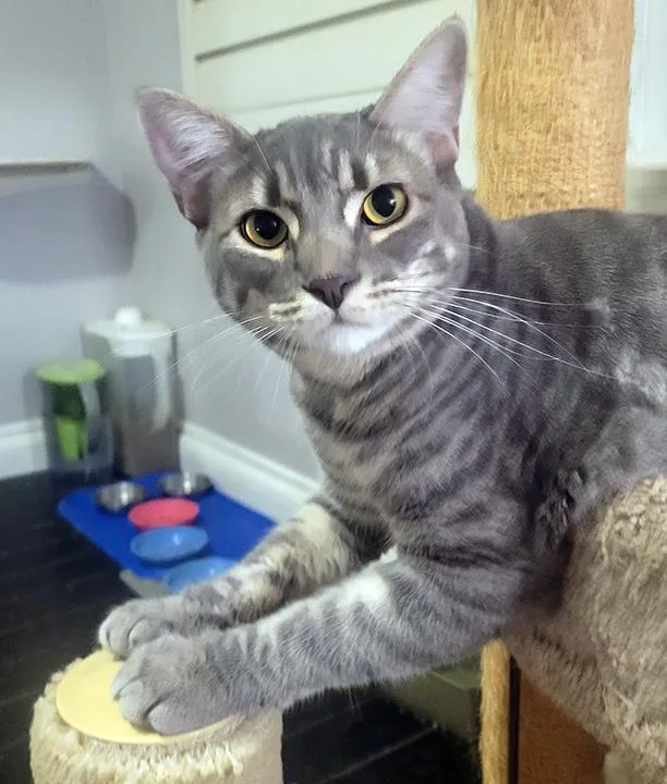 Darlington  Bonded Pair