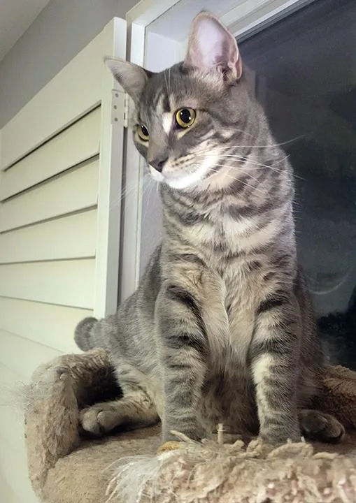 Darlington  Bonded Pair thumbnail 2