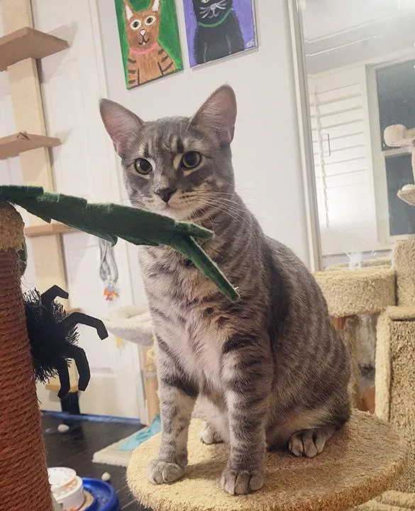 Darlington  Bonded Pair thumbnail 3