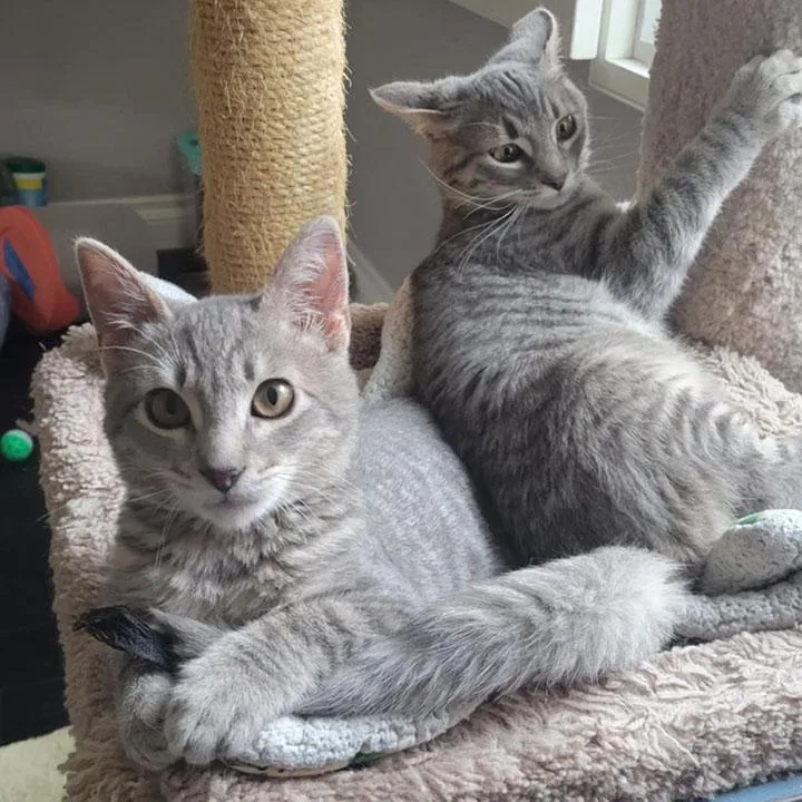 Darlington  Bonded Pair thumbnail 4