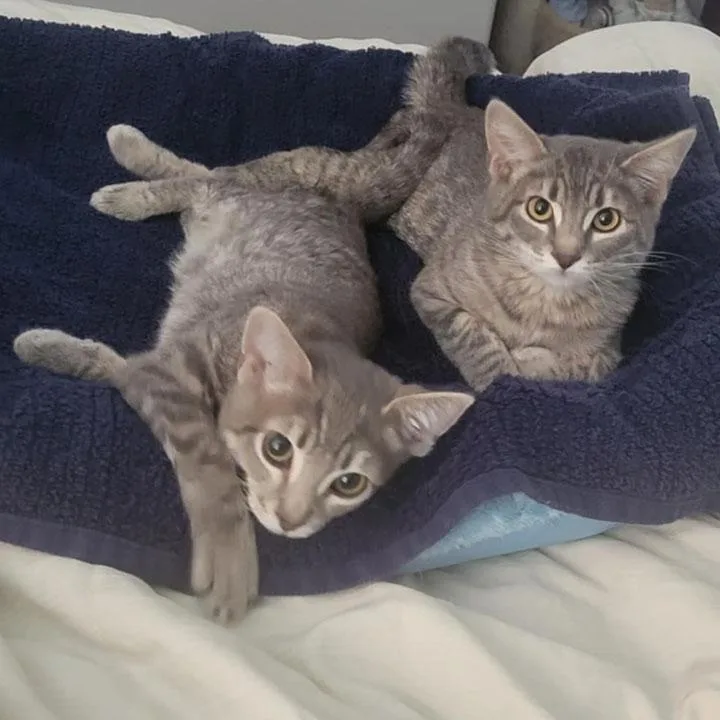 Darlington  Bonded Pair thumbnail 6