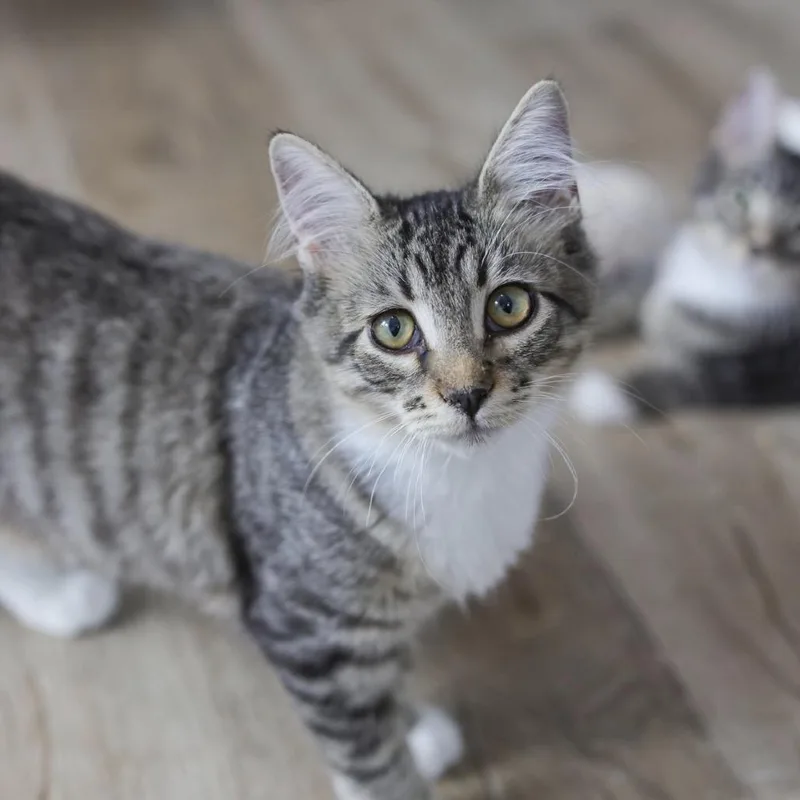 A baby small-sized female Brown / Chocolate Domestic Short Hair cat named Rue for adoption in Los Angeles, CA