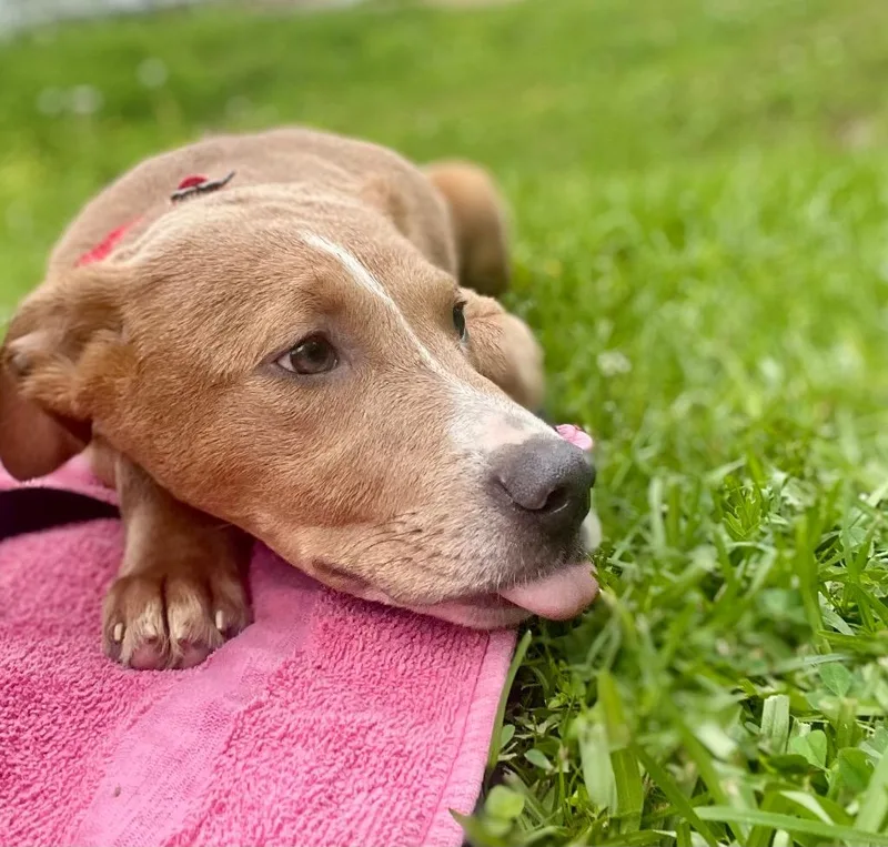 Splinter thumbnail 4