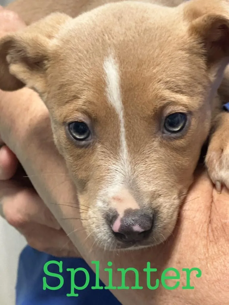 Splinter thumbnail 6