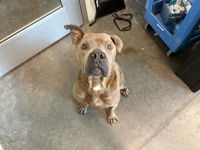 A senior large-sized male Boxer dog named Lenny for adoption in Tavares, FL