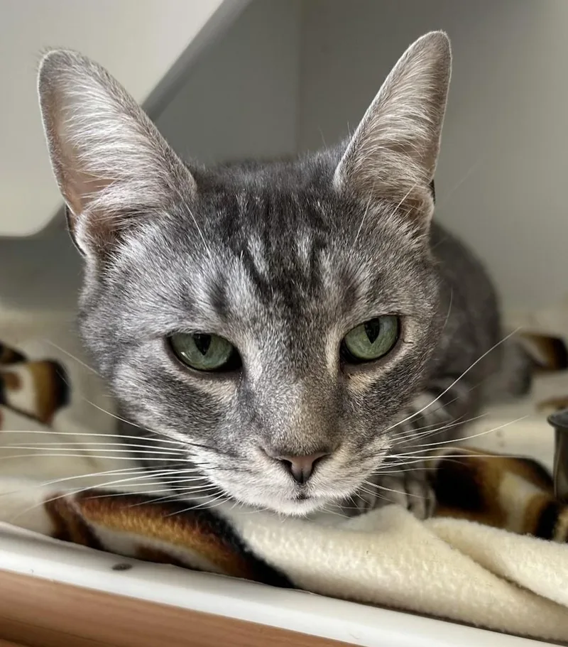 An adult large-sized male Tabby (Gray / Blue / Silver) Domestic Short Hair cat named Unagi for adoption in Mason City, IA