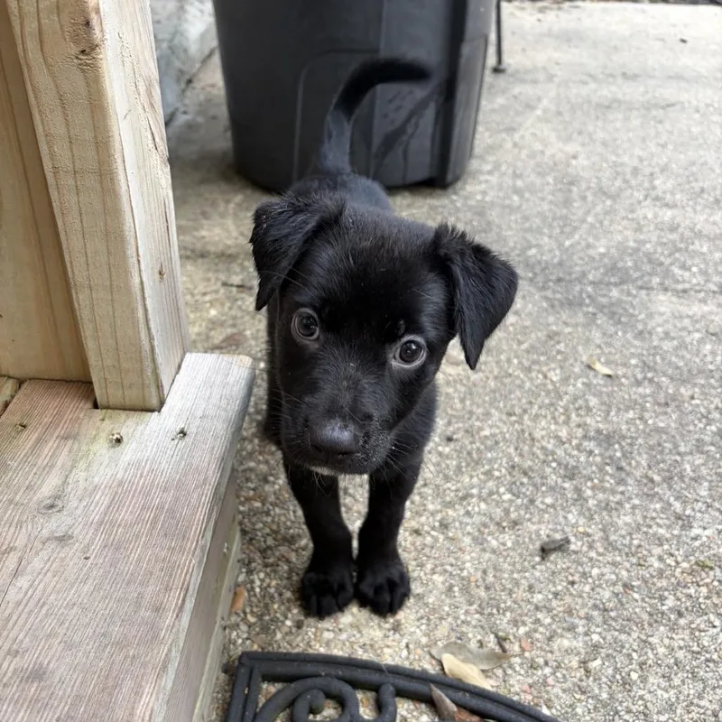 A baby medium-sized female Black Labrador Retriever dog named Kuma for adoption in New Orleans, LA