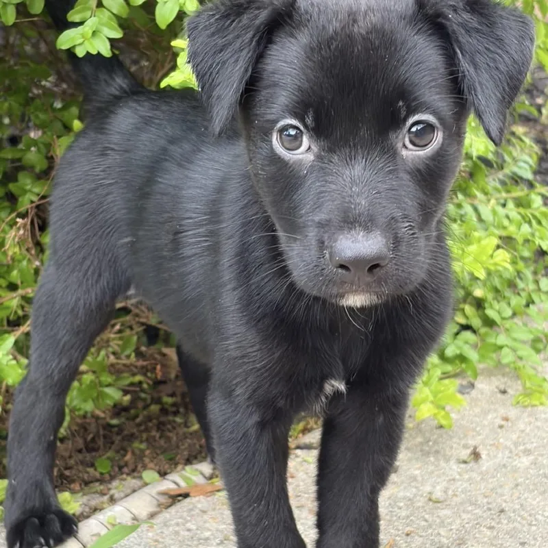 Kuma thumbnail 5