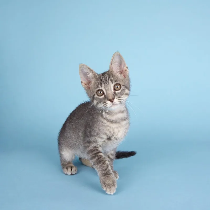 A baby small-sized male Gray / Blue / Silver Domestic Short Hair cat named Wiley for adoption in Houston, TX