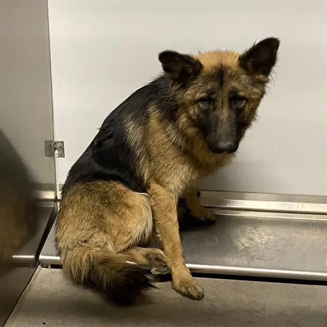 A young large-sized female German Shepherd Dog dog named Ginger for adoption in Modesto, CA