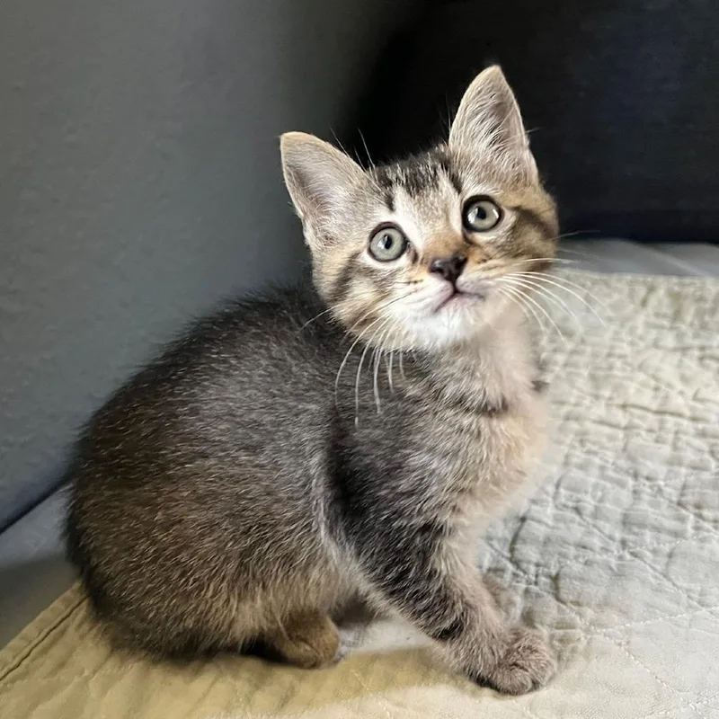 A baby small-sized male Gray / Blue / Silver Domestic Short Hair cat named Hootie for adoption in Point Richmond, CA