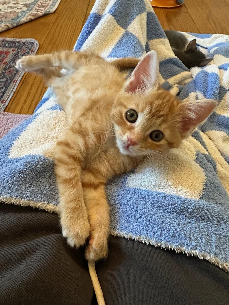 A baby medium-sized female Orange / Red Domestic Short Hair cat named Ember for adoption in Walnut Creek, CA