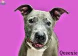 A senior large-sized female Pit Bull Terrier dog named Queenie for adoption in Newport, KY