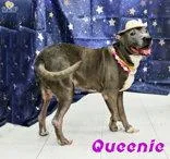 Queenie thumbnail 2