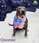 Queenie thumbnail 3