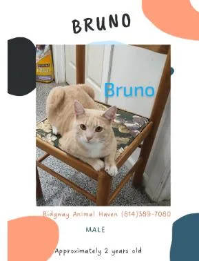 Bruno