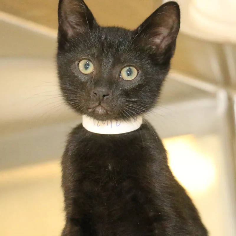 A baby small-sized male Black Domestic Short Hair cat named Hollywood for adoption in Pasadena, CA