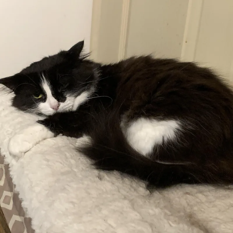 A young small-sized female Black & White / Tuxedo Domestic Long Hair cat named Lava for adoption in Shelby Township, MI