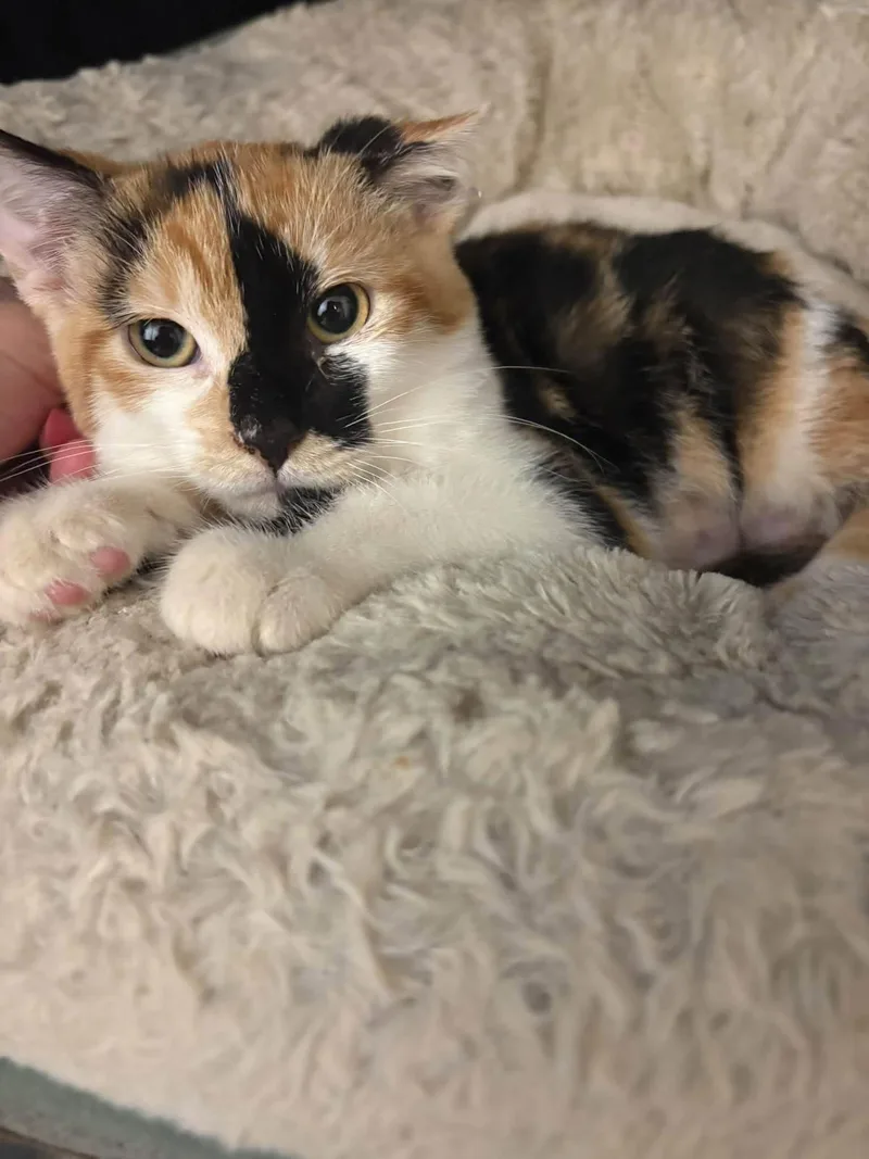 A baby medium-sized female Domestic Short Hair cat named Elsie for adoption in Champaign, IL