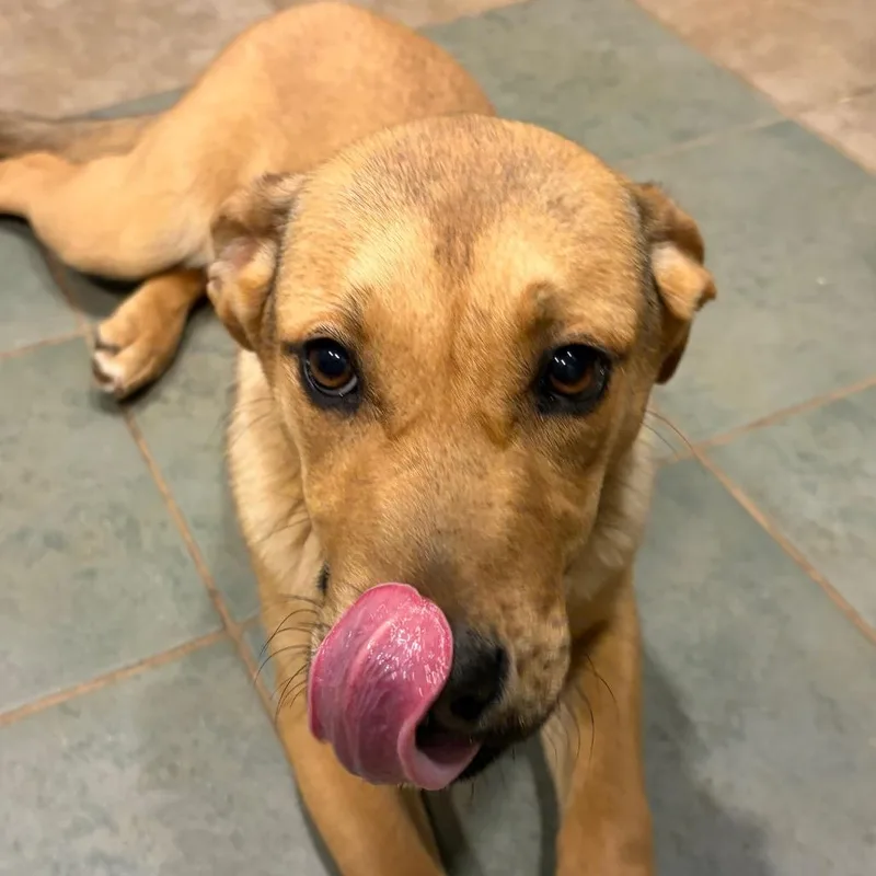 A young medium-sized female Yellow / Tan / Blond / Fawn Mixed Breed dog named Celsius for adoption in Chattanooga, TN