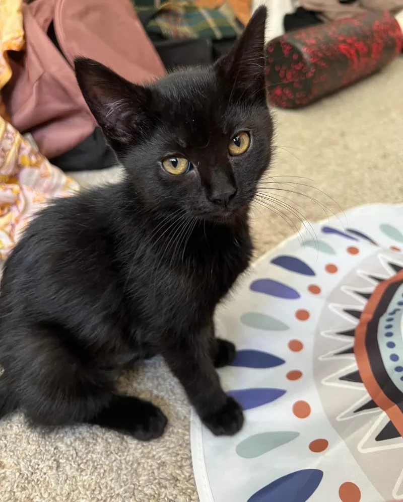 A baby medium-sized female Domestic Short Hair cat named Merry for adoption in Salt Lake City, UT
