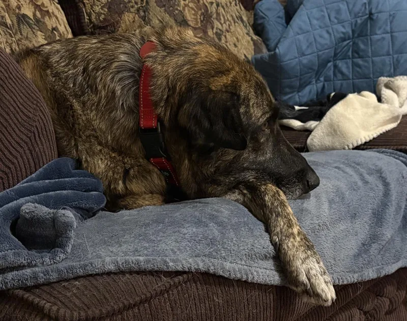 An adult medium-sized female Dutch Shepherd dog named Sarah for adoption in Stagecoach, NV