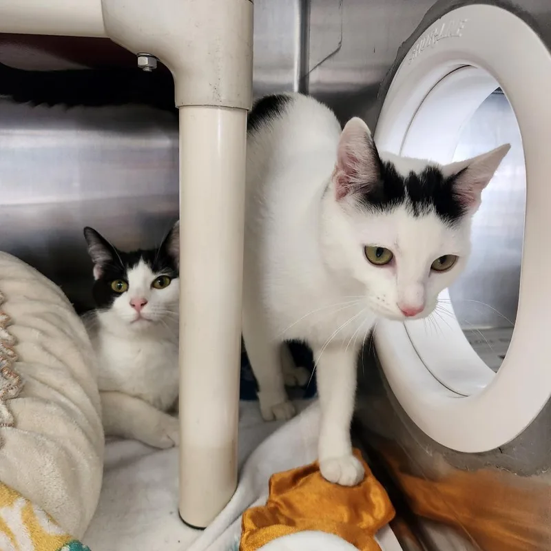 A young small-sized female Black Domestic Short Hair cat named Diva for adoption in Brockton, MA