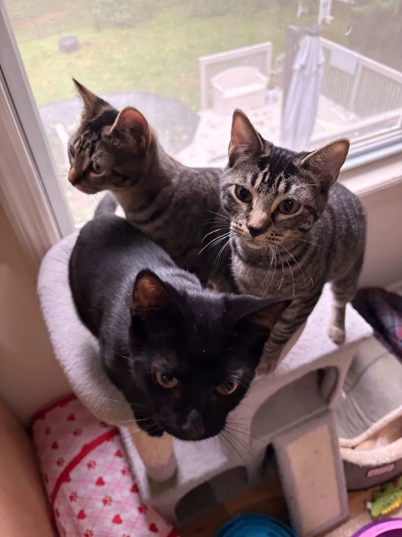 A baby large-sized female Domestic Short Hair cat named Dolly & Patsy for adoption in Succasunna, NJ